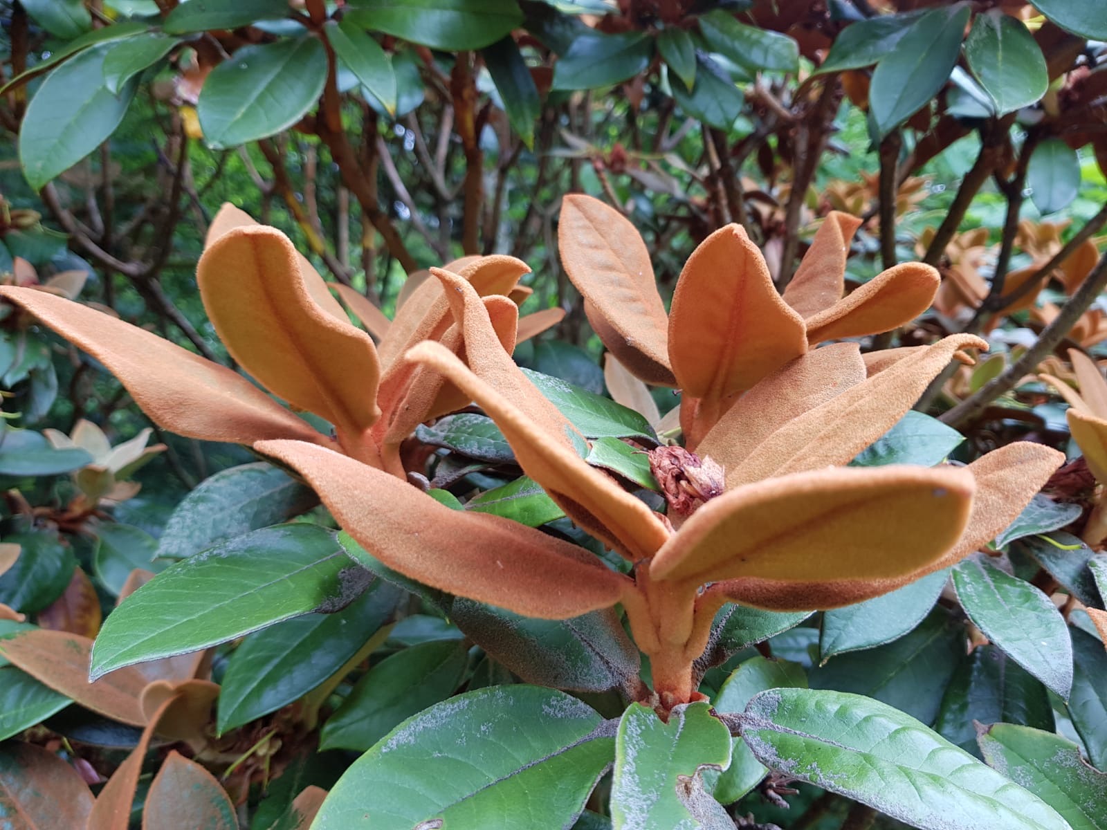 Rhodo